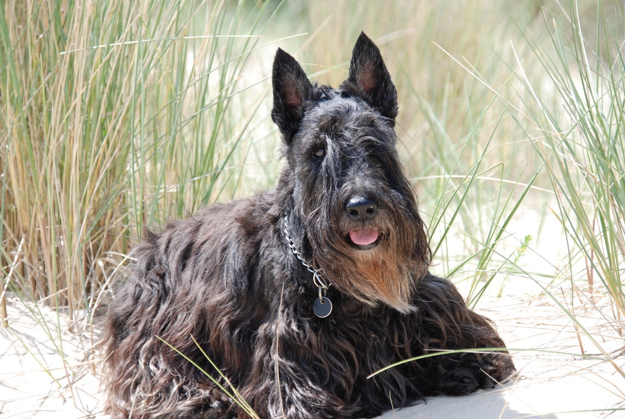 Chien dans les dunes de la côte d'Opale